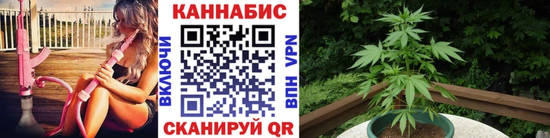 Конопля сатива  Няндома 